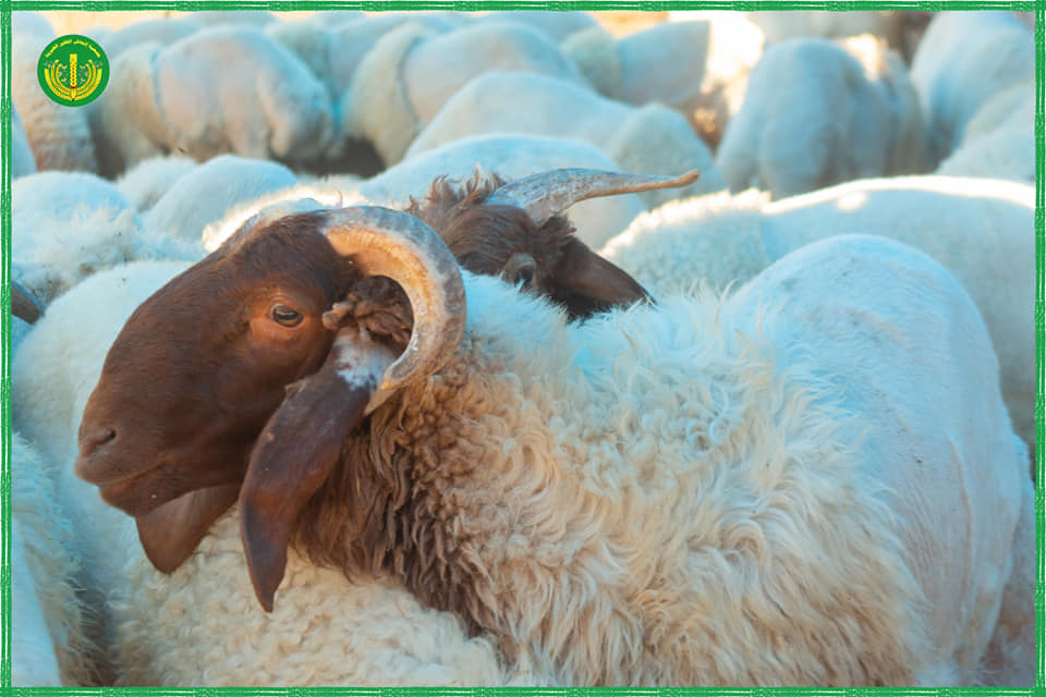 "حملة أضاحي الخير من تل الخير "